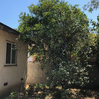 Natural Wonders Trees - Orange Tree - pruning just begun. - Tree Services Near Me - Canoga Park, California Natural Wonders Trees - Orange Tree - pruning just begun. - Tree Services Near Me - Canoga Park, California