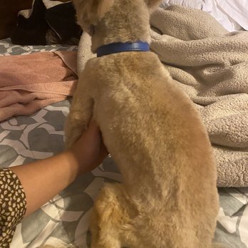B&T's Dusty Paws - Pet Groomers Near Me - Hesperia, California
