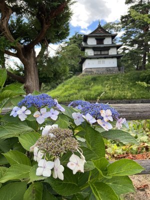 Hirosaki Castle by null