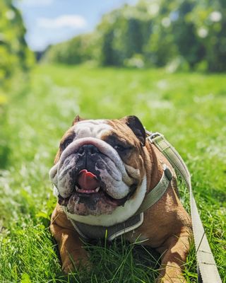 Saint Croix Vineyards by null