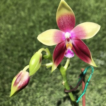 Norman's Orchid Nursery - Nurseries & Gardening Near Me - Montclair, California