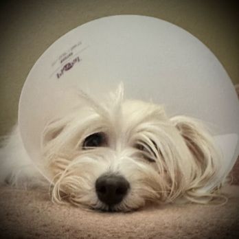 Aborn Pet Clinic - Dog recovering from a procedure. - Veterinarians Near Me - San Jose, California Aborn Pet Clinic - Dog recovering from a procedure. - Veterinarians Near Me - San Jose, California