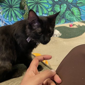 Purrfect Pause - Black cat - Animal Shelters Near Me - Boulder, Colorado