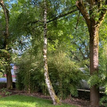 Green City Tree Care - AFTER - Tree Services Near Me Green City Tree Care - AFTER - Tree Services Near Me