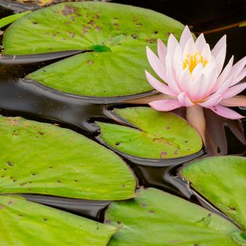 Highland Park - Another beautiful water lily at Carnegie lake pond in Highland Park. - Playgrounds Near Me - Pittsburgh, Pennsylvania