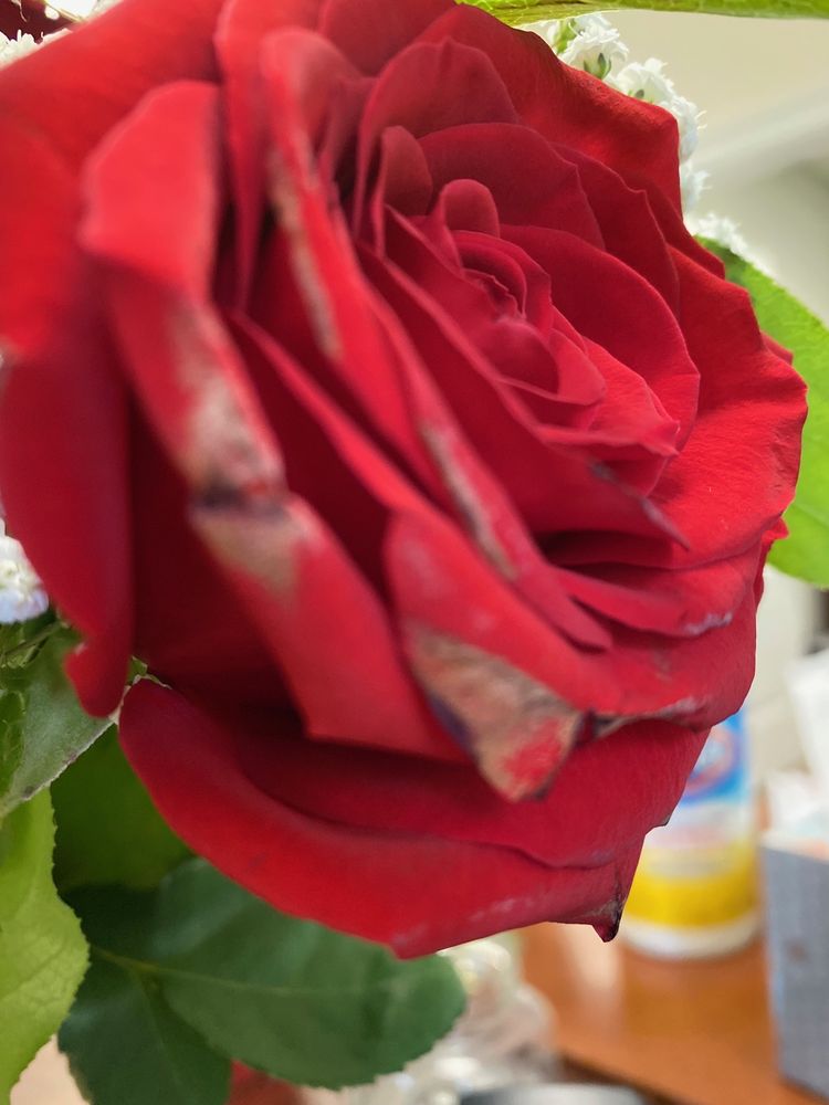 LINDSAY’S VILLAGE FLORIST Updated August 2024 34 Photos & 29