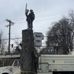 David's Tree Services & Landscaping
