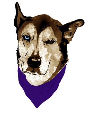 healthy pets of westgate