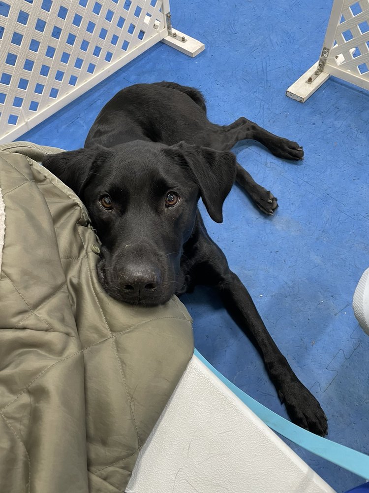 TOP NOTCH DOG TRAINING Updated August 2024 19 Photos & 12 Reviews 939 Route 376