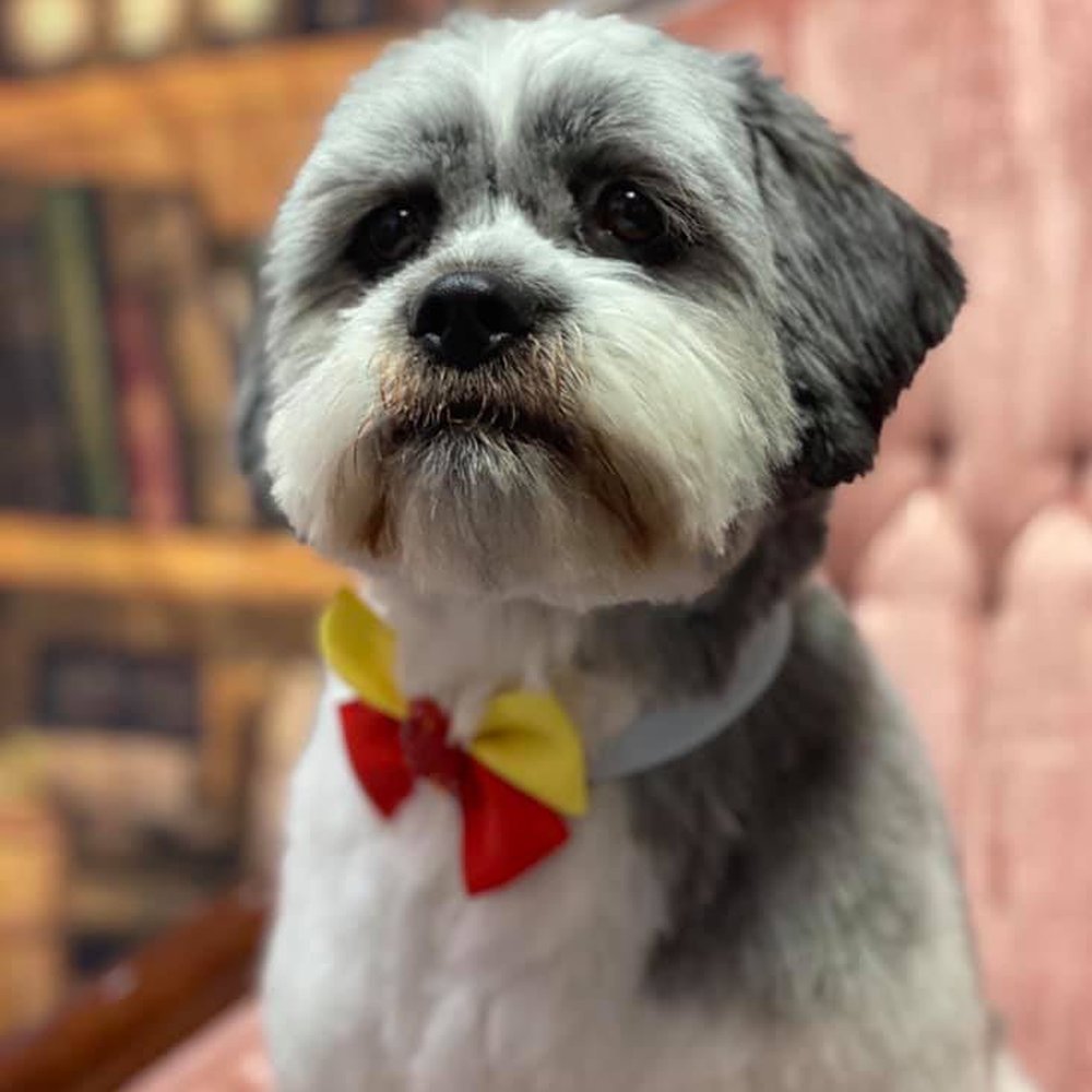 Picture Perfect Grooming - Pet Groomers Near Me - Clarksville, Tennessee Picture Perfect Grooming - Pet Groomers Near Me - Clarksville, Tennessee