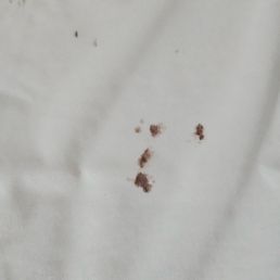 BUGS UNDER THE TOP SHEET