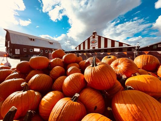 The Pumpkin Patch on Sauvie Island, Portland's original by null