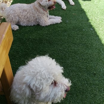 Quartyard - The dog park @quartyard! - Venues & Event Spaces Near Me - San Diego, California