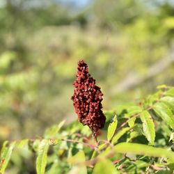 Mushroom Rock State Park - This plant