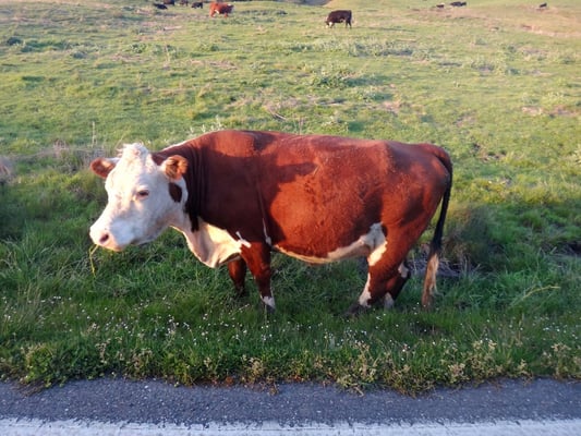 Salt Point State Park by null