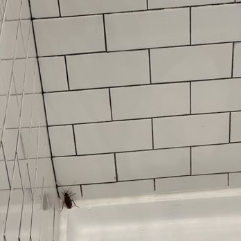 MOXY Phoenix Tempe - Cockroach crawling up the wall of the shower - Hotels Near Me - Tempe, Arizona MOXY Phoenix Tempe - Cockroach crawling up the wall of the shower - Hotels Near Me - Tempe, Arizona