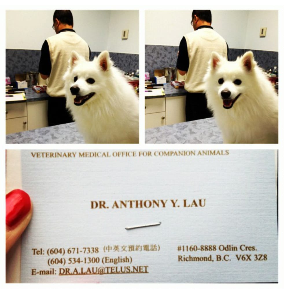 adopt labrador retriever near me