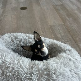 The gremlin The gremlin