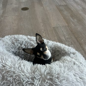 Honest Groomers  - The gremlin - Pet Groomers Near Me - South Gate, California