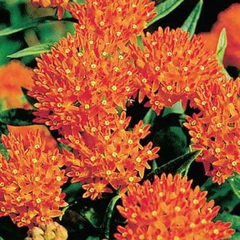 Cosme Landscape Maintenance - Flowers to attract butterfly's - Landscaping Near Me - Alsip, Illinois