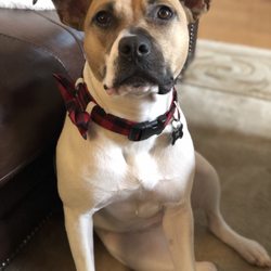 Saving Grace Pet Care NoMa - Our dog Jolly looks forward to Ethan's walks every day.