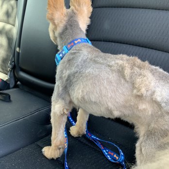 Petco - Pet Training Near Me - Keizer, Oregon