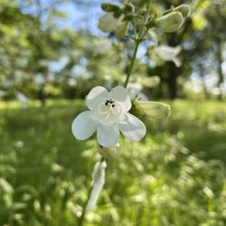 Wilson Springs Preserve - Penstemon in bloom along the trail in May