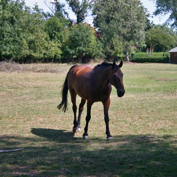Hofbude Fehmarn - Kinderliebe Tiere - Agriturismi Near Me - Fehmarn, SH
