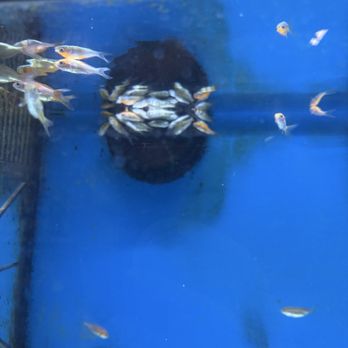 Pet Supplies Plus Rome - Several fish dead. Workers didn't care came up with ect - Pet Stores Near Me - Rome, New York Pet Supplies Plus Rome - Several fish dead. Workers didn't care came up with ect - Pet Stores Near Me - Rome, New York