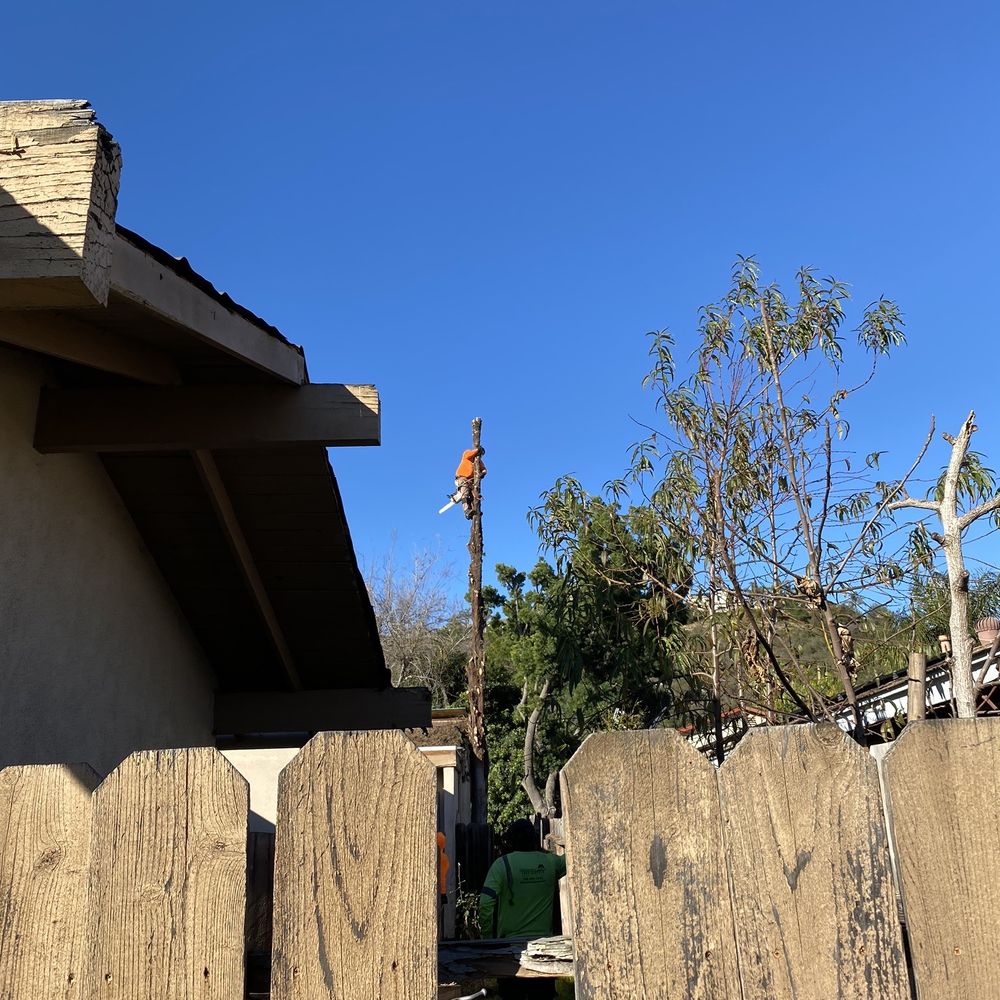 Freddie’s Tree Service - Tree cutting - Tree Services Near Me