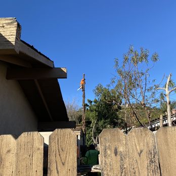 Freddie’s Tree Service - Tree cutting - Tree Services Near Me Freddie’s Tree Service - Tree cutting - Tree Services Near Me