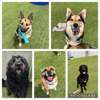 Daisy's Doggie Daycare - Some more big daycare kids! - Pet Boarding Near Me - Batesville, Indiana Daisy's Doggie Daycare - Some more big daycare kids! - Pet Boarding Near Me - Batesville, Indiana