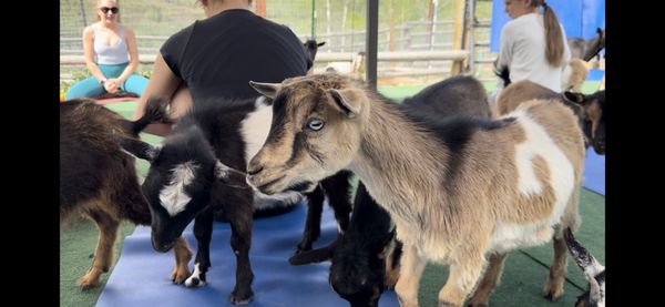 Vail Stables by null