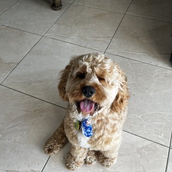 Professional Pet Grooming - Rocky - Pet Groomers Near Me Professional Pet Grooming - Rocky - Pet Groomers Near Me