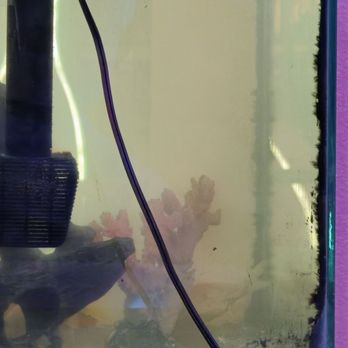 Pink Cactus Tea - More algae build up from months of neglect - Bubble Tea Near Me - Las Vegas, Nevada