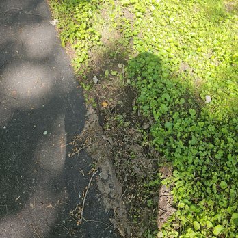 Dream Tree Service - Tree Services Near Me - Baltimore, Maryland Dream Tree Service - Tree Services Near Me - Baltimore, Maryland
