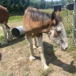 Sandy Acres Clydesdales