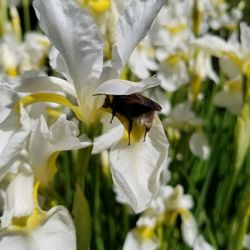 Ben Lomond Lavender Farm - Bumblebee hard at work.