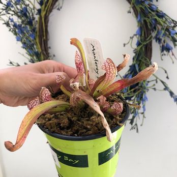 Walter Andersen Nursery - Sarracenia carnivorous plants. - Nurseries & Gardening Near Me - Poway, California
