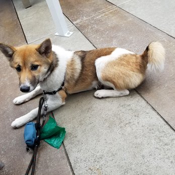 Beach Plum Kitchen - Well behaved dog on the patio. - New American Near Me - Carlsbad, California Beach Plum Kitchen - Well behaved dog on the patio. - New American Near Me - Carlsbad, California