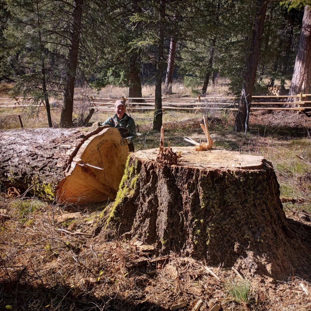 WATERMAN TREE SERVICE Updated September 2024 18 Photos Haleiwa, Hawaii Tree Services