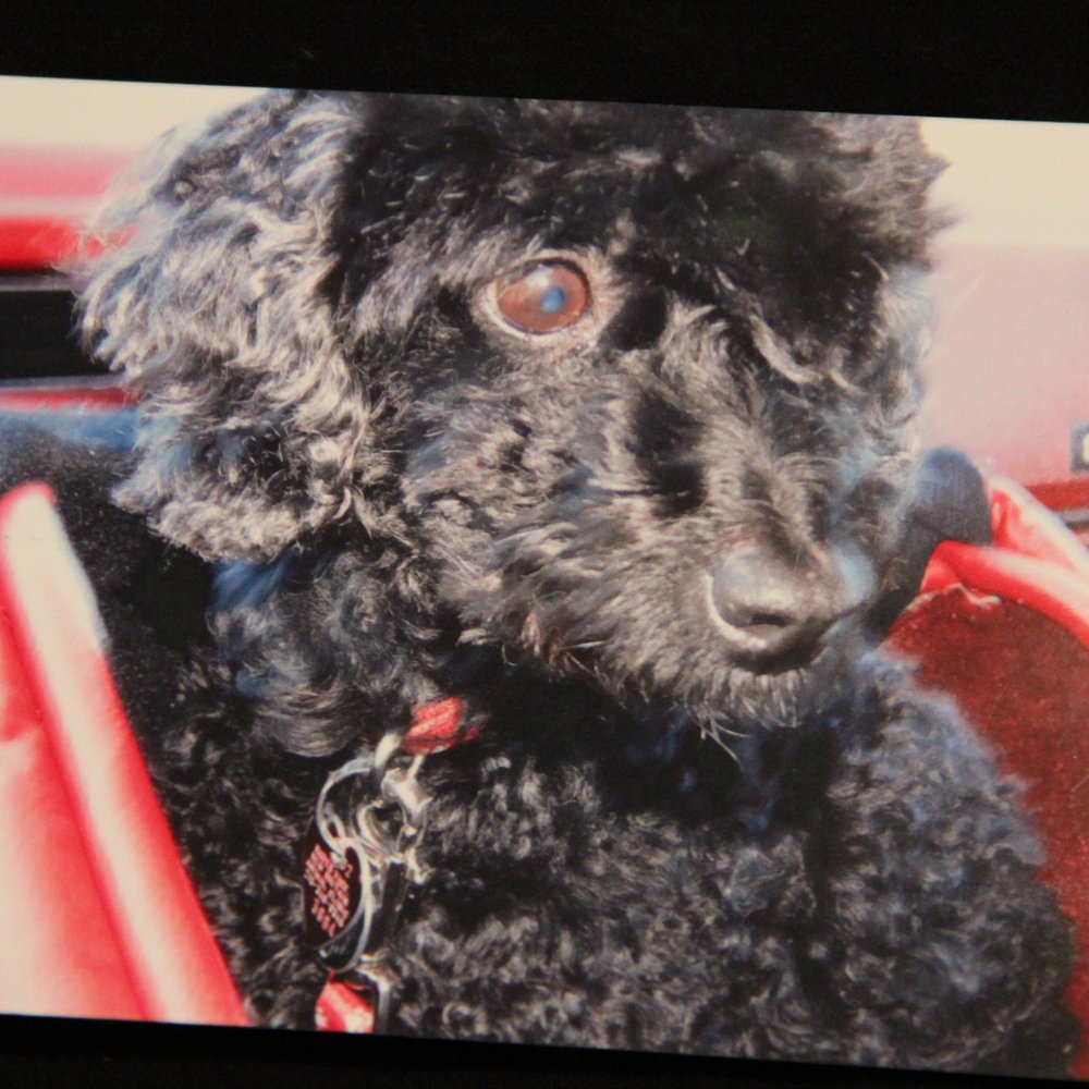Hatfield Veterinary Clinic - Trudy, in her leather & carpeted car box - Veterinarians Near Me - Hatfield, Pennsylvania Hatfield Veterinary Clinic - Trudy, in her leather & carpeted car box - Veterinarians Near Me - Hatfield, Pennsylvania