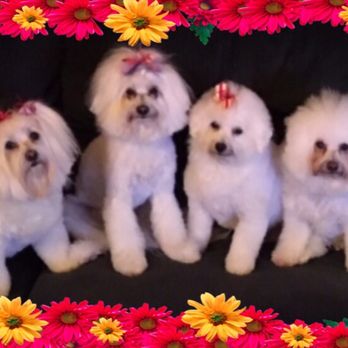 Peace 4 Paws - Amazing Groomer!! - Pet Groomers Near Me - Upland, California