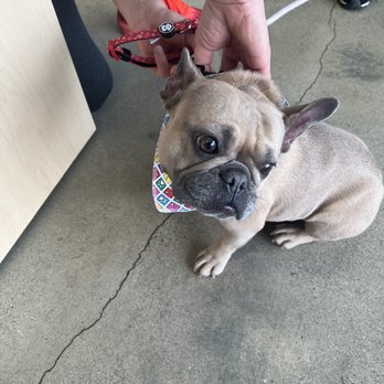 Pono's Pooch Spa - Pet Groomers Near Me - Hawthorne, California