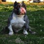 Photo of Kingpin Kennels