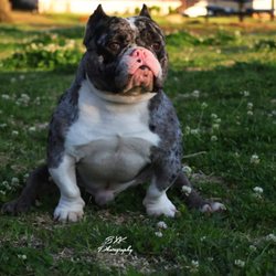 Kingpin Kennels - BLACK APPLE