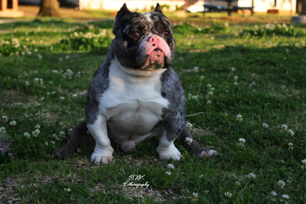 KINGPIN KENNELS Updated August 2024 Request Information 18 Photos Rockwall, Texas Pet