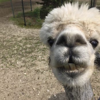 Jersey Shore Alpacas - Zoos Near Me - Cape May, New Jersey Jersey Shore Alpacas - Zoos Near Me - Cape May, New Jersey