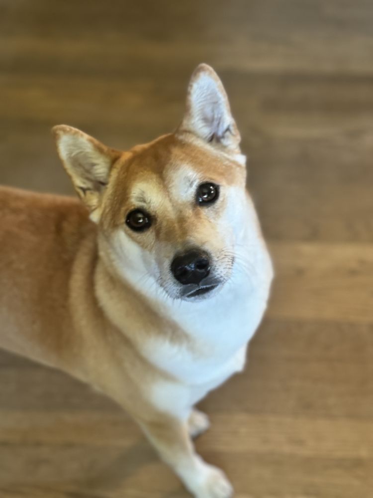 Just Around The Corner Pet Sitting & Home Services - pet boarding facility in Phoenix, AZ