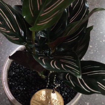 Fancy Free Nursery - Calathea Pink (pot included) $35.00 - Nurseries & Gardening Near Me - Tampa, Florida Fancy Free Nursery - Calathea Pink (pot included) $35.00 - Nurseries & Gardening Near Me - Tampa, Florida